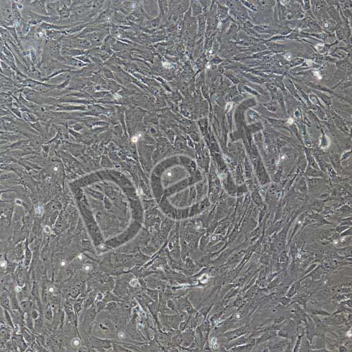 小鼠原代肝星狀細(xì)胞