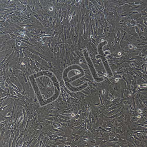 小鼠原代骨膜干細(xì)胞