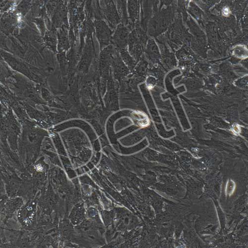 小鼠原代骨膜干細(xì)胞