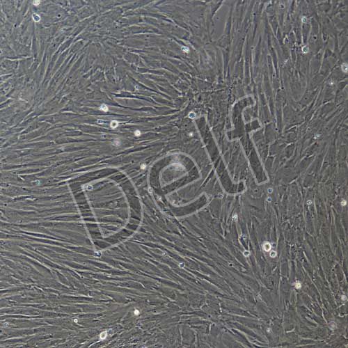 小鼠原代骨髓間充質(zhì)干細(xì)胞