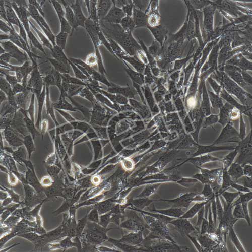 小鼠骨髓間充質干細胞永生化