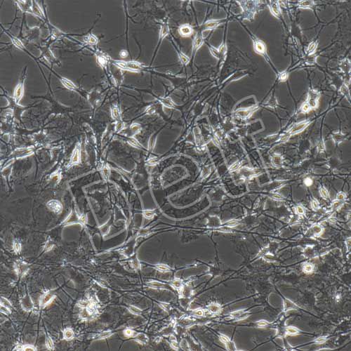 小鼠原代海馬神經(jīng)元細(xì)胞