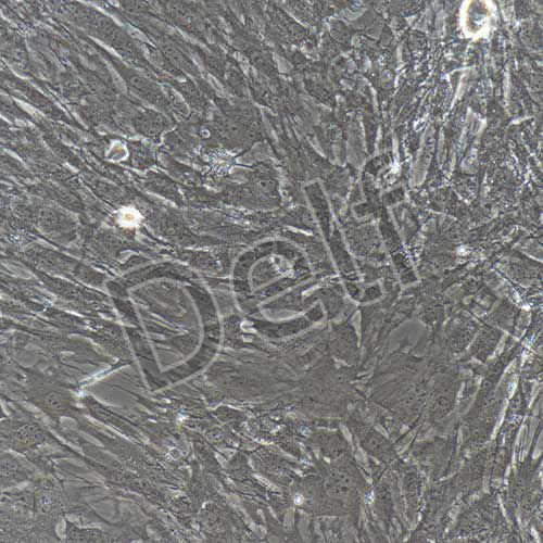 小鼠原代肌腱干細(xì)胞