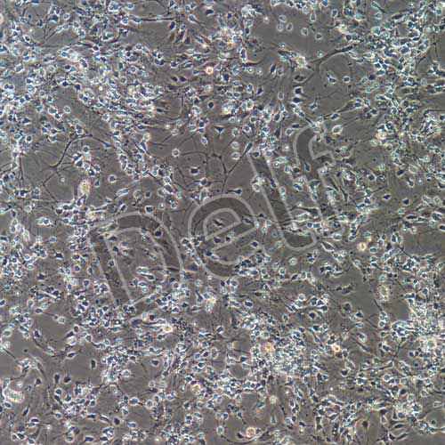 小鼠原代脊髓神經(jīng)元細(xì)胞