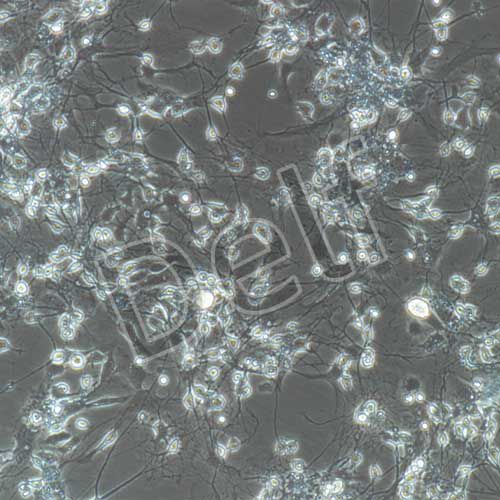 小鼠原代脊髓神經(jīng)元細(xì)胞