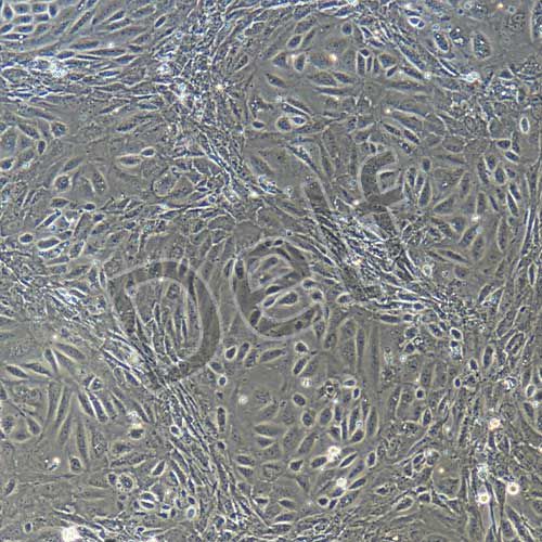 小鼠原代角質(zhì)形成細(xì)胞