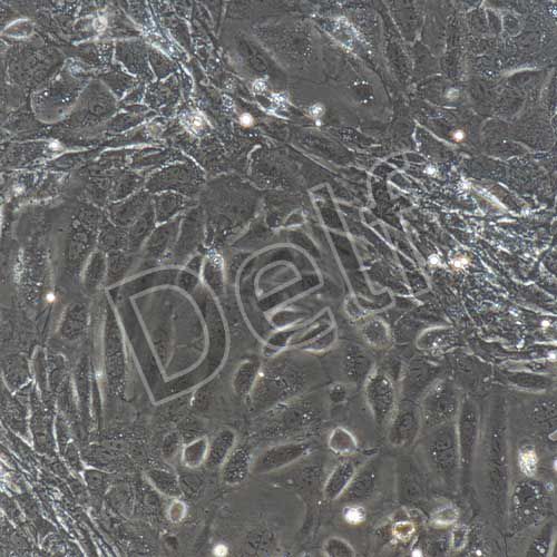 小鼠原代角質(zhì)形成細(xì)胞