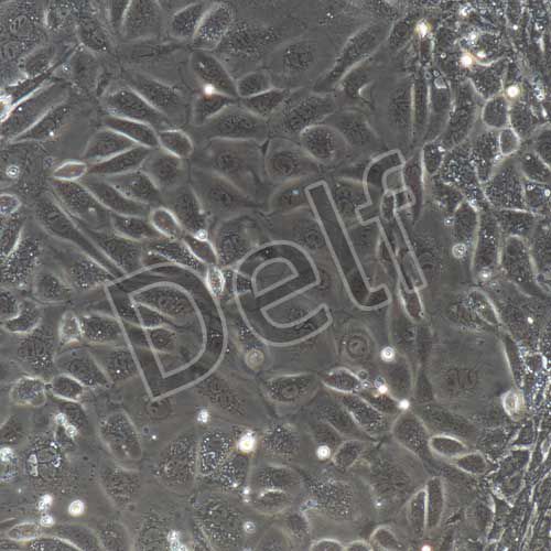 小鼠原代角質(zhì)形成細(xì)胞