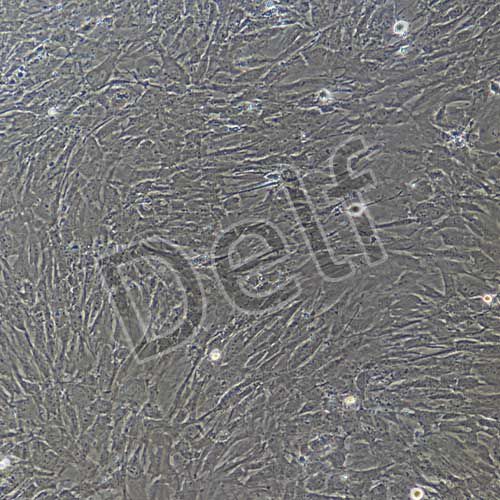 小鼠原代結腸平滑肌細胞