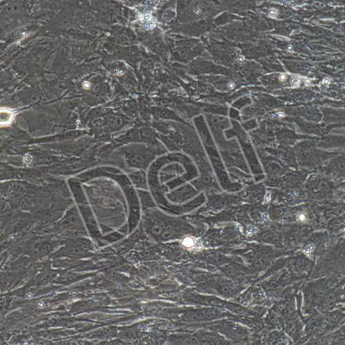 小鼠原代結腸平滑肌細胞