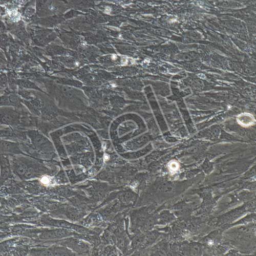 小鼠原代結腸平滑肌細胞