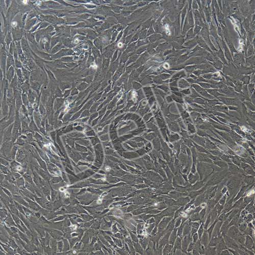 C57小鼠巨噬細(xì)胞永生化