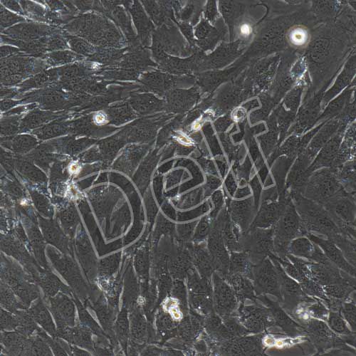 C57小鼠巨噬細(xì)胞永生化