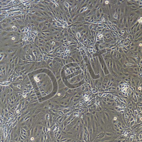 小鼠原代淋巴管內(nèi)皮細(xì)胞