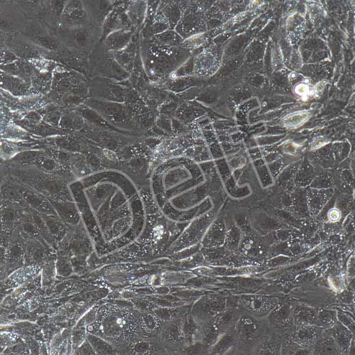 小鼠原代淋巴管內(nèi)皮細(xì)胞