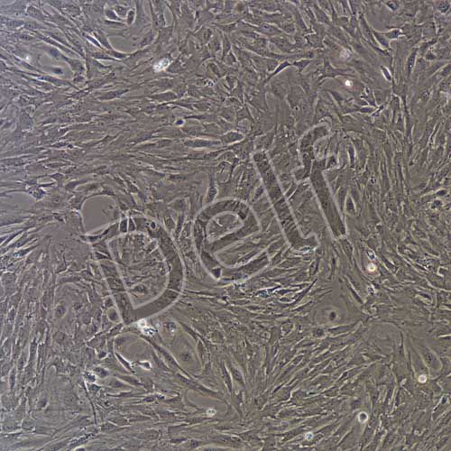 小鼠原代卵巢顆粒細(xì)胞