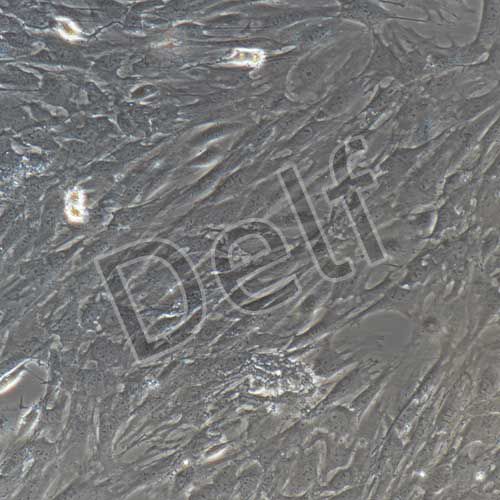 小鼠原代卵巢顆粒細(xì)胞