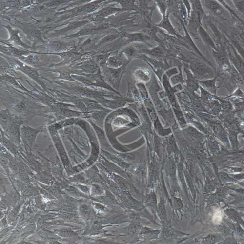 小鼠原代卵巢顆粒細(xì)胞