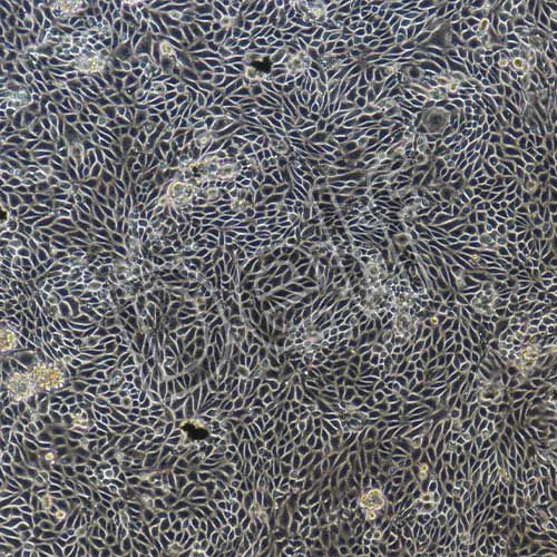 小鼠原代毛囊干細(xì)胞