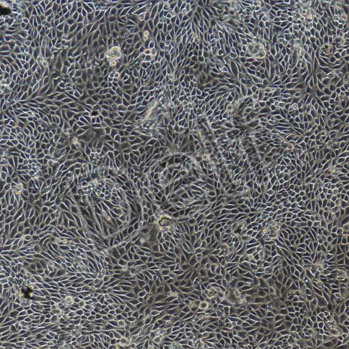 小鼠原代毛囊干細(xì)胞