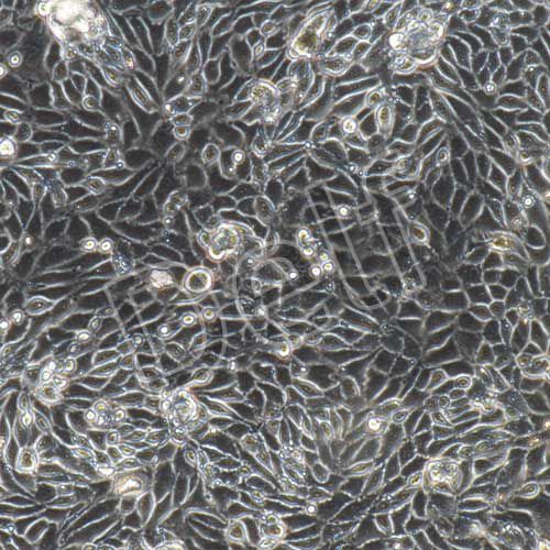 小鼠原代毛囊干細(xì)胞