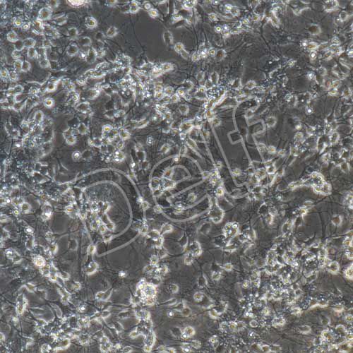 小鼠原代腦皮層神經(jīng)元細胞