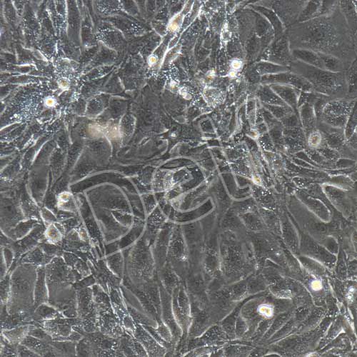 小鼠原代腦微血管內(nèi)皮細胞