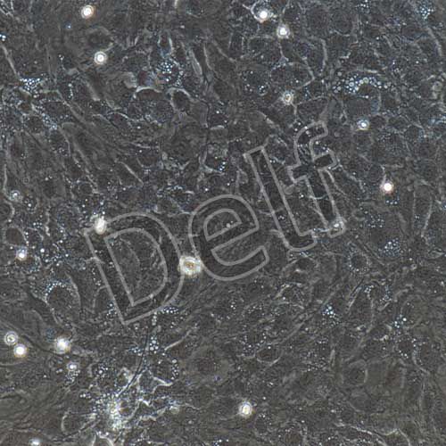 小鼠原代內(nèi)皮祖細(xì)胞