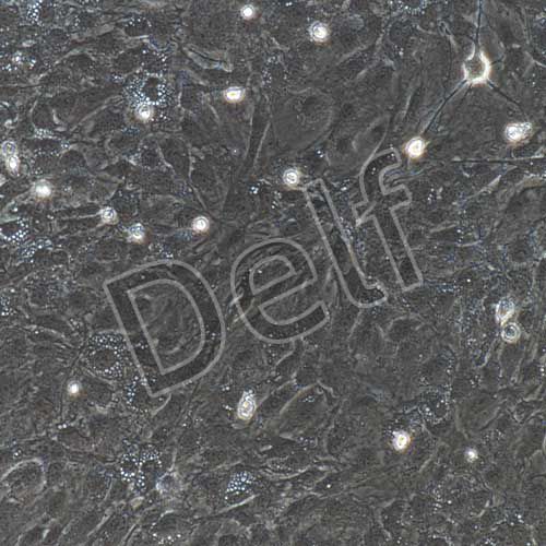 小鼠原代內(nèi)皮祖細(xì)胞