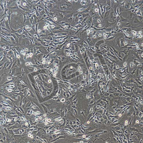 小鼠內(nèi)皮祖細胞永生化