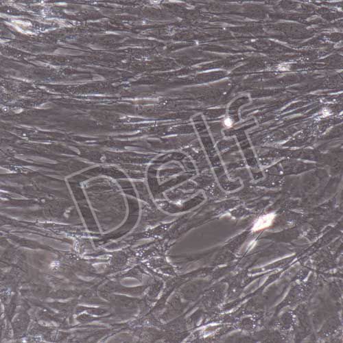 小鼠原代前列腺成纖維細(xì)胞