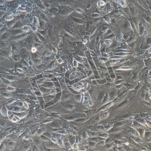 小鼠原代前列腺上皮細胞