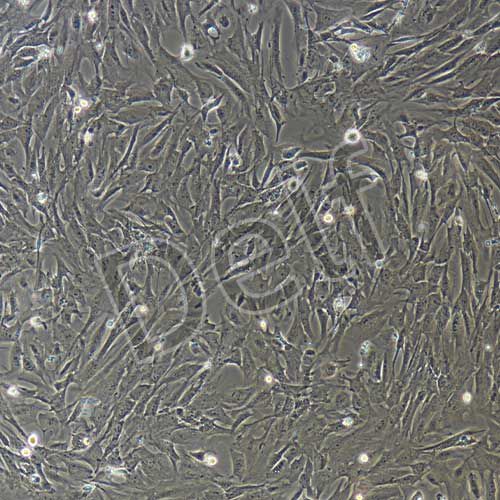 小鼠原代前脂肪細(xì)胞