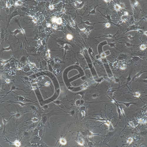 小鼠原代三叉神經(jīng)元細(xì)胞