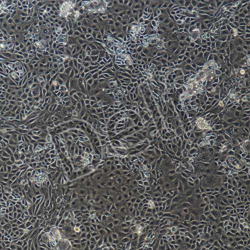 小鼠原代舌表皮細胞