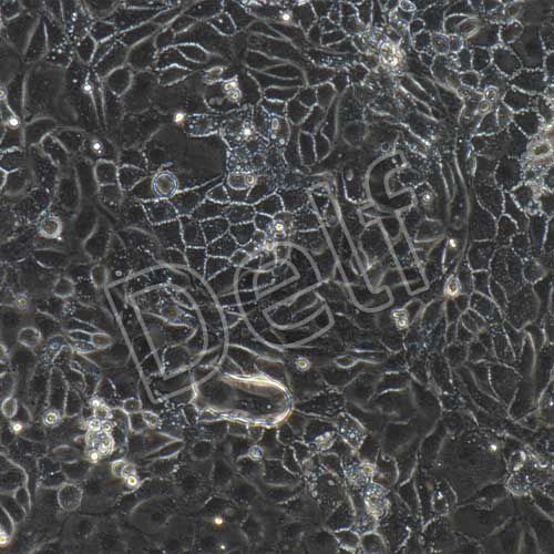 小鼠原代舌表皮細胞