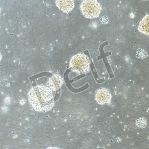 小鼠原代神經(jīng)干細(xì)胞