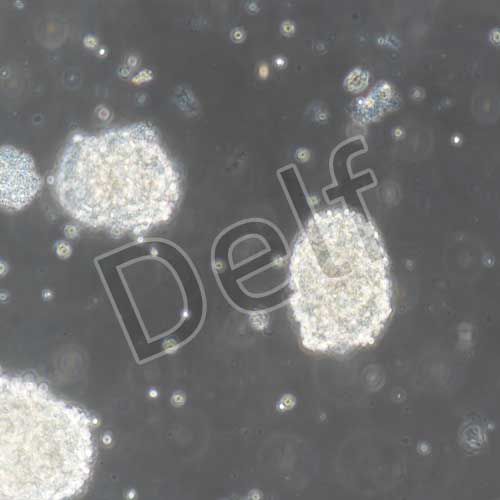 小鼠原代神經(jīng)干細(xì)胞