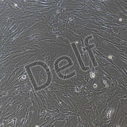 小鼠原代視網(wǎng)膜muller細(xì)胞