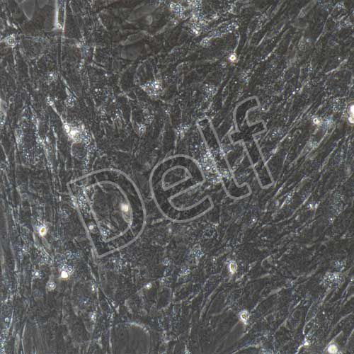 小鼠原代輸卵管平滑肌細胞