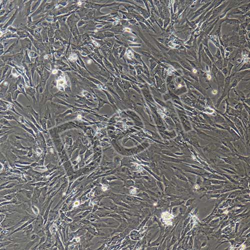 小鼠原代胎盤間充質(zhì)干細(xì)胞