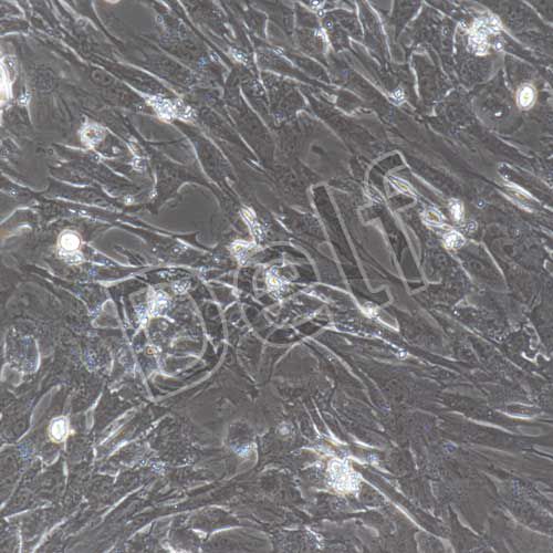 小鼠原代胎盤間充質(zhì)干細(xì)胞