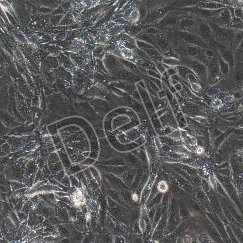 小鼠原代胎盤(pán)絨毛膜滋養(yǎng)層細(xì)胞