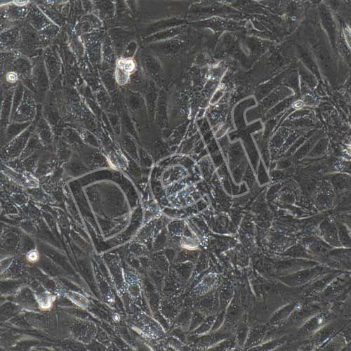 小鼠原代胎盤(pán)絨毛膜滋養(yǎng)層細(xì)胞