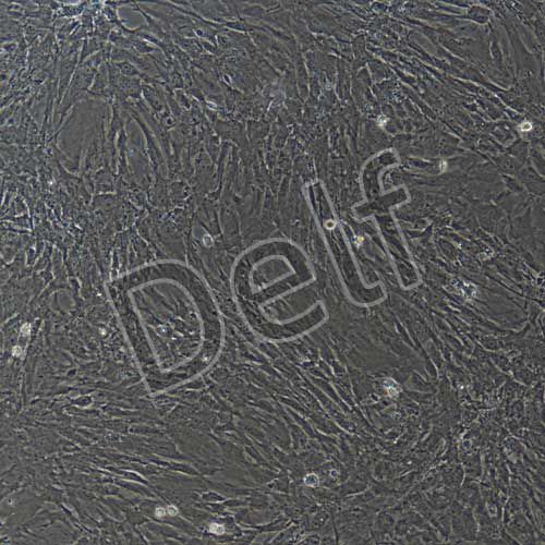 小鼠原代胃cajal間質(zhì)細胞