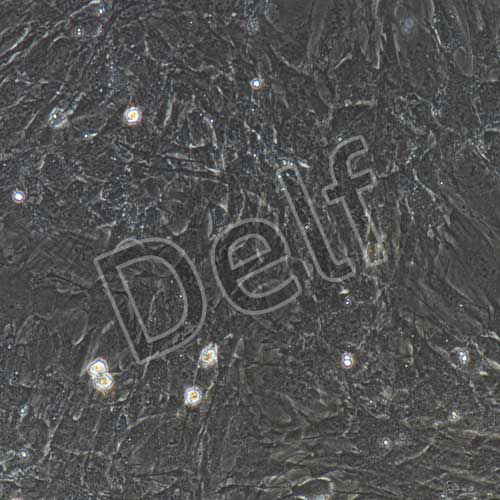 小鼠原代胃cajal間質(zhì)細胞