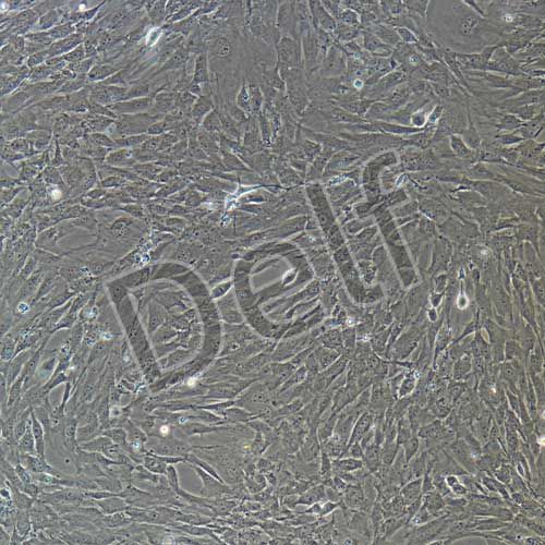 小鼠原代胃平滑肌細(xì)胞