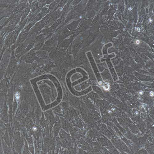 小鼠原代胃平滑肌細(xì)胞