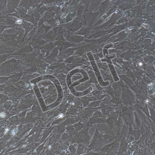 小鼠原代胃平滑肌細(xì)胞