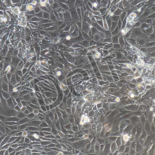 小鼠原代小腸隱窩上皮細胞